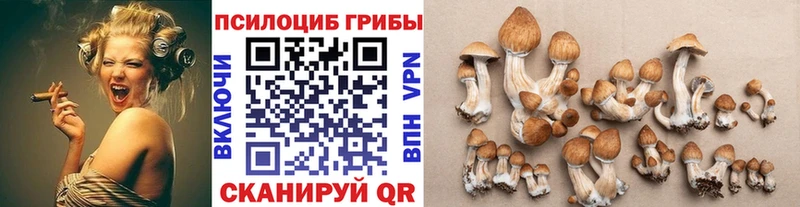 где можно купить   ссылка на мегу tor  Галлюциногенные грибы Psilocybine cubensis  Иннополис 